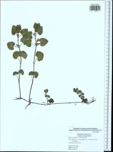 Glechoma hederacea L., Eastern Europe, Central region (E4) (Russia)