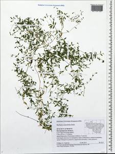 Stellaria crassifolia Ehrh., Eastern Europe, Central region (E4) (Russia)