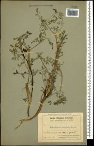 Astrodaucus orientalis (L.) Drude, Caucasus, Armenia (K5) (Armenia)