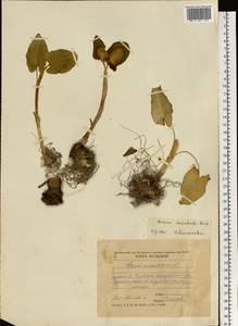 Arum maculatum L., Eastern Europe, Moldova (E13a) (Moldova)