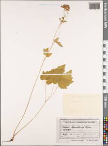 Thalictrum tuberiferum Maxim., Siberia, Russian Far East (S6) (Russia)