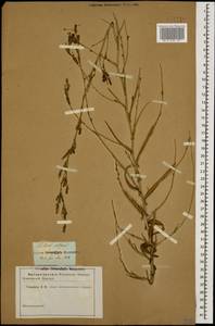 Lactuca saligna L., Caucasus (no precise locality) (K0)