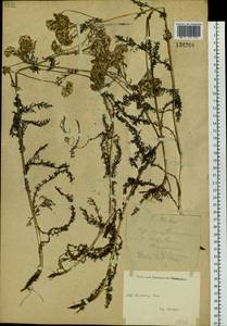 Achillea asiatica Serg., Siberia, Yakutia (S5) (Russia)