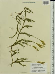 Lycopodium clavatum L., Eastern Europe, Central region (E4) (Russia)