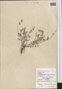 Astragalus turczaninovii Kar. & Kir., Middle Asia, Syr-Darian deserts & Kyzylkum (M7) (Uzbekistan)