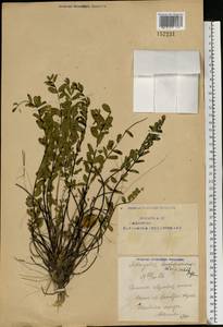 Astragalus wolgensis Bunge, Eastern Europe, Eastern region (E10) (Russia)