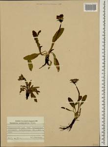 Taraxacum porphyranthum Boiss., Caucasus, Stavropol Krai, Karachay-Cherkessia & Kabardino-Balkaria (K1b) (Russia)