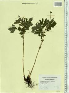 Agrimonia eupatoria L., Eastern Europe, Eastern region (E10) (Russia)