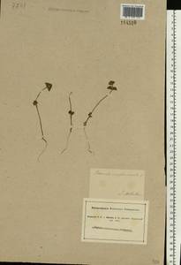 Lamium amplexicaule L., Eastern Europe, South Ukrainian region (E12) (Ukraine)