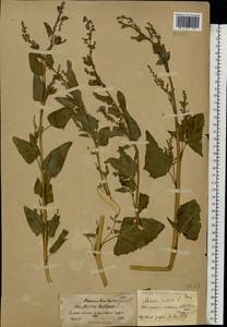 Atriplex hortensis L., Eastern Europe, North-Western region (E2) (Russia)