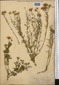 Heteropappus altaicus (Willd.) Novopokr., Middle Asia, Dzungarian Alatau & Tarbagatai (M5) (Kazakhstan)