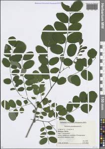 Robinia pseudoacacia L., Eastern Europe, Moscow region (E4a) (Russia)