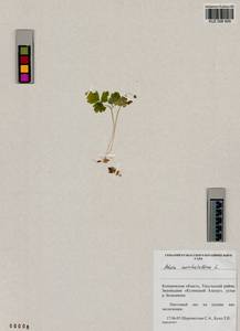 Adoxa moschatellina L., Siberia, Altai & Sayany Mountains (S2) (Russia)