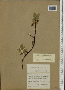 Salix reptans Rupr., Eastern Europe, Northern region (E1) (Russia)