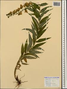 Digitalis ciliata Trautv., Caucasus, Stavropol Krai, Karachay-Cherkessia & Kabardino-Balkaria (K1b) (Russia)