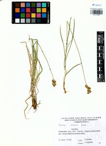 Carex leporina L., Siberia, Baikal & Transbaikal region (S4) (Russia)