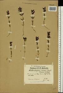 Rhinanthus minor L., Eastern Europe, Volga-Kama region (E7) (Russia)