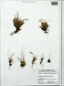 Phippsia concinna (Th.Fr.) Lindeb., Siberia, Central Siberia (S3) (Russia)