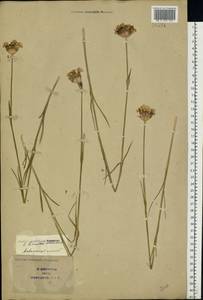 Dianthus capitatus subsp. andrzejowskianus Zapal., Eastern Europe, South Ukrainian region (E12) (Ukraine)