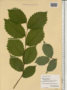 Ulmus glabra, Eastern Europe, Volga-Kama region (E7) (Russia)