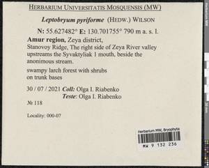 Leptobryum pyriforme (Hedw.) Wilson, Bryophytes, Bryophytes - Russian Far East (excl. Chukotka & Kamchatka) (B20) (Russia)