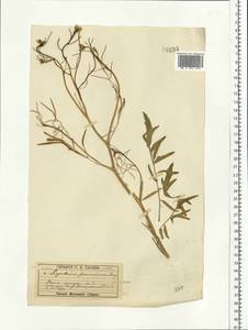 Sisymbrium altissimum L., Eastern Europe, Moscow region (E4a) (Russia)