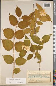 Philadelphus hirsutus Nutt., Eastern Europe, Moscow region (E4a) (Russia)