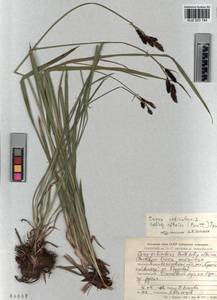 KUZ 003 184, Carex orbicularis Boott, Siberia, Altai & Sayany Mountains (S2) (Russia)