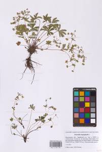 Potentilla heptaphylla L., Eastern Europe, Moscow region (E4a) (Russia)