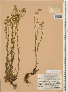 Senecio vernalis Waldst. & Kit., Caucasus, Azerbaijan (K6) (Azerbaijan)