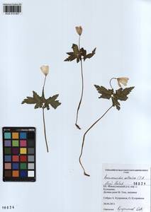 Anemone altaica Fisch. ex C.A.Mey., Siberia, Altai & Sayany Mountains (S2) (Russia)