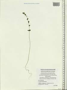 Euphrasia ×vernalis List, Eastern Europe, North-Western region (E2) (Russia)