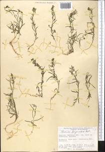 Elymus bungeanus (Trin.) Melderis, Middle Asia, Northern & Central Tian Shan (M4) (Kyrgyzstan)