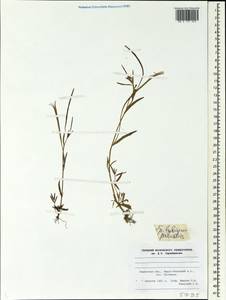 Epilobium palustre L., Siberia, Western Siberia (S1) (Russia)