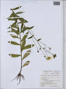 Hieracium umbellatum subsp. umbellatum, Eastern Europe, Volga-Kama region (E7) (Russia)