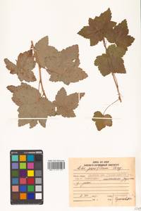 Ribes nigrum L., Siberia, Russian Far East (S6) (Russia)
