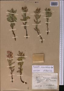 Euphorbia sarawschanica, Middle Asia, Western Tian Shan & Karatau (M3) (Kyrgyzstan)