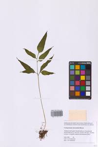 Coniogramme intermedia Hieron., Siberia, Russian Far East (S6) (Russia)