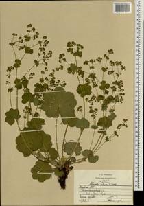 Alchemilla ventiana V. N. Tikhom., Eastern Europe, Middle Volga region (E8) (Russia)