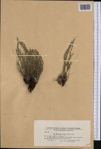 Micromeria cristata (Hampe) Griseb., Western Europe (EUR) (Bulgaria)