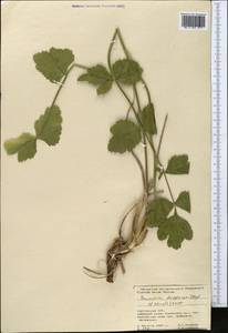 Semenovia dasycarpa (Regel & Schmalh.) Korovin ex Pimenov & V. N. Tikhom., Middle Asia, Pamir & Pamiro-Alai (M2) (Kyrgyzstan)