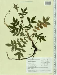 Agrimonia eupatoria L., Eastern Europe, Central region (E4) (Russia)