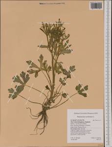 Ranunculus sceleratus L., Western Europe (EUR) (United Kingdom)