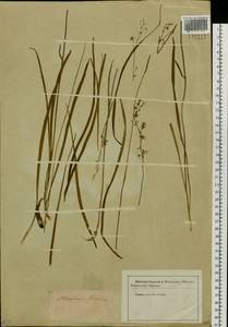 Anticlea sibirica (L.) Kunth, Siberia (no precise locality) (S0) (Russia)