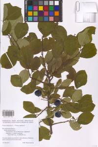 Prunus domestica × spinosa, Eastern Europe, Central forest-and-steppe region (E6) (Russia)