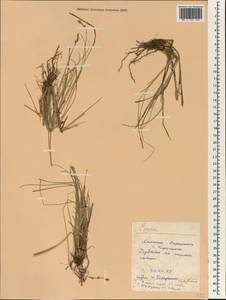 Carex omiana Franch. & Sav., South Asia, South Asia (Asia outside ex-Soviet states and Mongolia) (ASIA) (Japan)