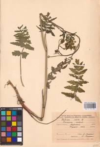 Pastinaca sativa L., Eastern Europe, Central forest-and-steppe region (E6) (Russia)