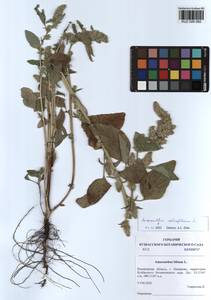 Amaranthus retroflexus L., Siberia, Altai & Sayany Mountains (S2) (Russia)