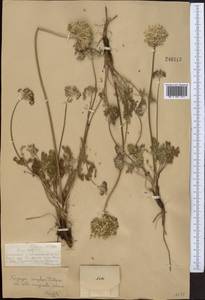 Lomatocarpa albomarginata (Schrenk) Pimenov & Lavrova, Middle Asia, Dzungarian Alatau & Tarbagatai (M5) (Kazakhstan)