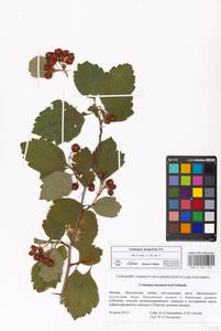 Crataegus sanguinea Pall., Eastern Europe, Moscow region (E4a) (Russia)